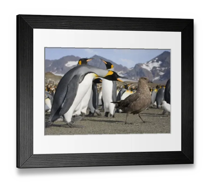 Framed Print : Antarctica, South Georgia Island (UK), Brown Skua (Catharacta lonnbergi) approaches King Penguins Framed Print : Antarctica, South Georgia Island (UK), Brown Skua (Catharacta lonnbergi) approaches King Penguins