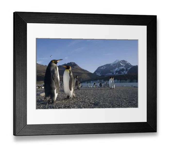 Framed Print : Antarctica, South Georgia Island (UK), King Penguins (Aptenodytes patagonicus) along