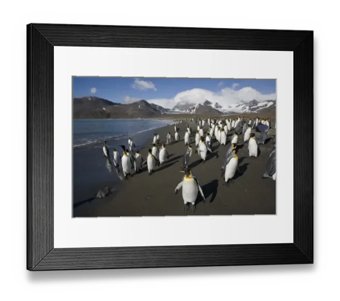 Framed Print : Antarctica, South Georgia Island (UK), King Penguin (Aptenodytes patagonicus) along Framed Print : Antarctica, South Georgia Island (UK), King Penguin (Aptenodytes patagonicus) along