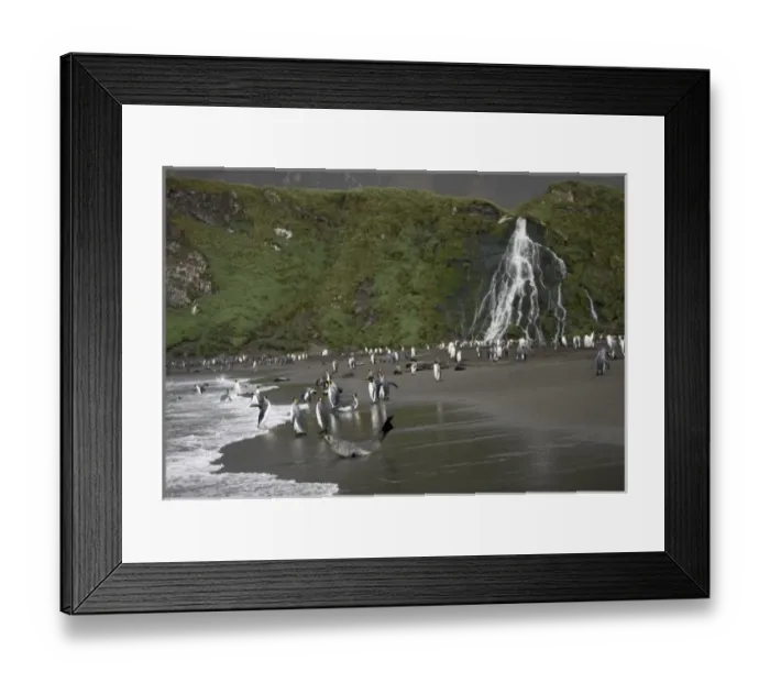 Framed Print : Antarctica, South Georgia Island (UK), King Penguins (Aptenodytes patagonicus)