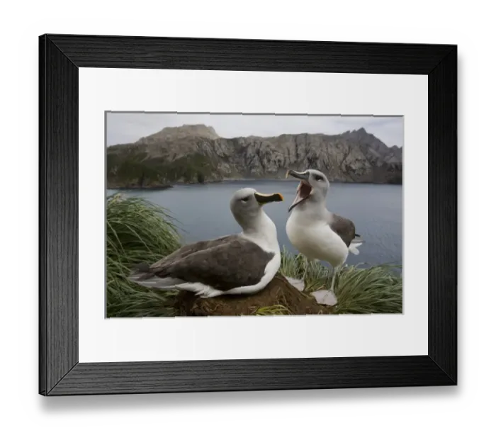 Framed Print : Antarctica, South Georgia Island (UK), Gray-headed Albatross (Diomedea chrystoma) Framed Print : Antarctica, South Georgia Island (UK), Gray-headed Albatross (Diomedea chrystoma)