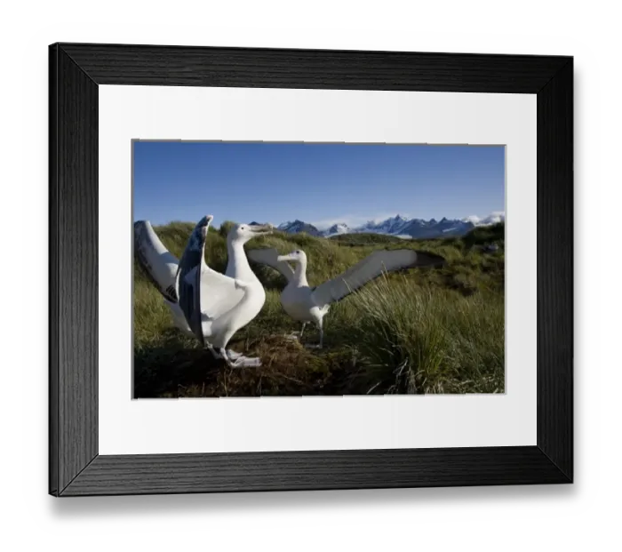 Framed Print : Antarctica, South Georgia Island (UK), Courtship display of Wandering Albatross Framed Print : Antarctica, South Georgia Island (UK), Courtship display of Wandering Albatross