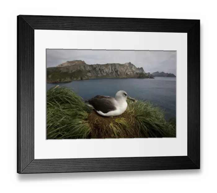 Framed Print : Antarctica, South Georgia Island (UK), Gray-headed Albatross (Diomedea chrystoma)