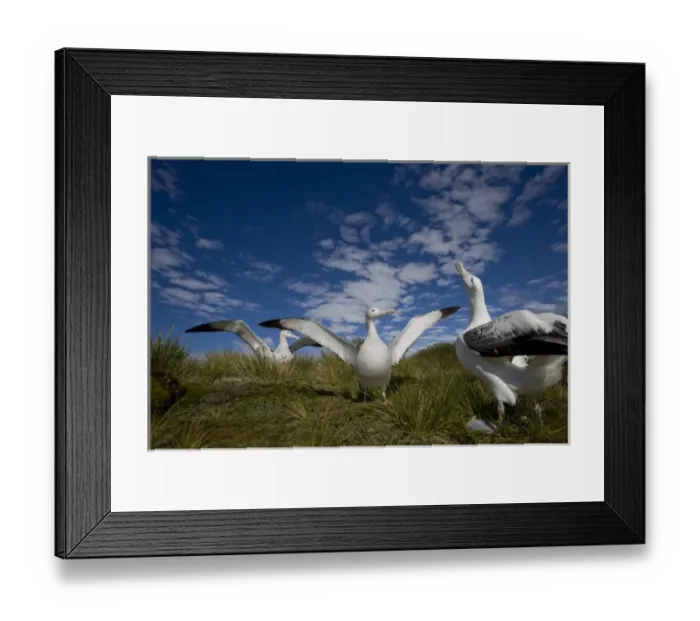 Framed Print : Antarctica, South Georgia Island (UK), Courtship display of Wandering Albatross Framed Print : Antarctica, South Georgia Island (UK), Courtship display of Wandering Albatross