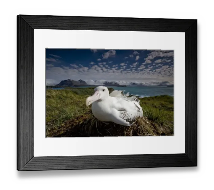 Framed Print : Antarctica, South Georgia Island (UK), Wandering Albatross (Diomedea exulans) sitting Framed Print : Antarctica, South Georgia Island (UK), Wandering Albatross (Diomedea exulans) sitting