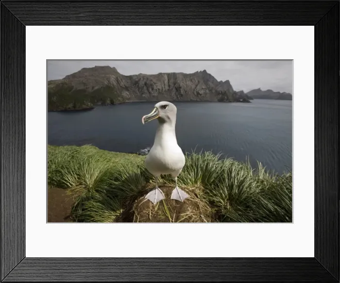 Framed Print : Antarctica, South Georgia Island (UK), Gray-headed Albatross (Diomedea chrystoma) Framed Print : Antarctica, South Georgia Island (UK), Gray-headed Albatross (Diomedea chrystoma)