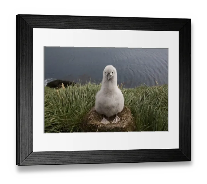 Framed Print : Antarctic, Sub Antarctic Island Framed Print : Antarctic, Sub Antarctic Island