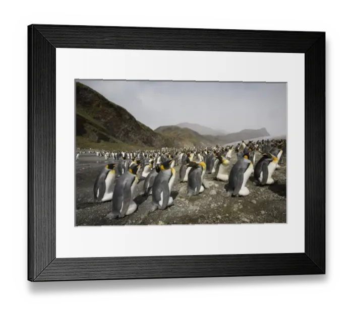 Framed Print : Antarctic, Sub Antarctic Island Framed Print : Antarctic, Sub Antarctic Island