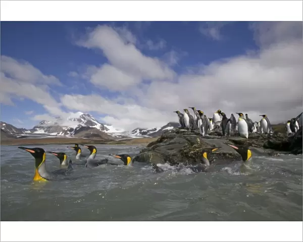 Antarctica, South Georgia Island (UK), King Penguins swimming along rocky shoreline
