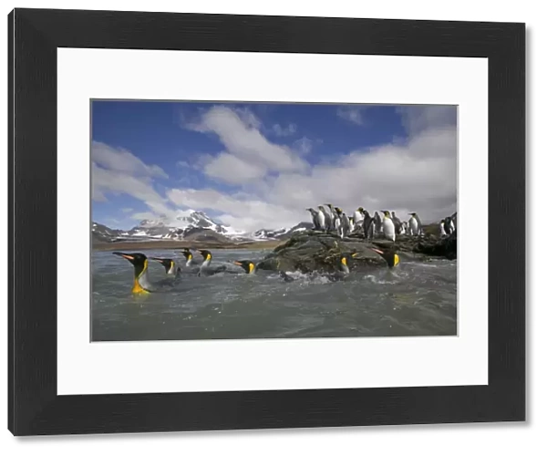 Antarctica, South Georgia Island (UK), King Penguins swimming along rocky shoreline