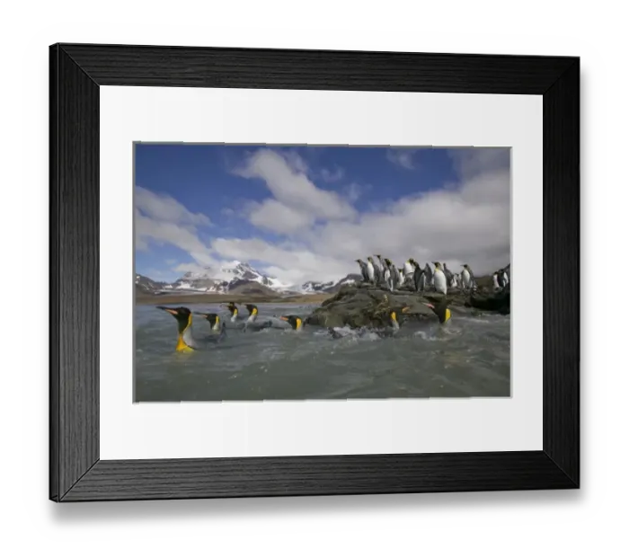 Framed Print : Antarctica, South Georgia Island (UK), King Penguins swimming along rocky shoreline Framed Print : Antarctica, South Georgia Island (UK), King Penguins swimming along rocky shoreline