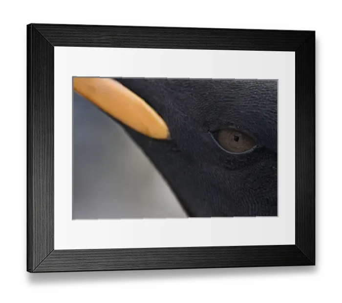 Framed Print : Antarctica, South Georgia Island (UK), Close-up portrait of King Penguin (Aptenodytes Framed Print : Antarctica, South Georgia Island (UK), Close-up portrait of King Penguin (Aptenodytes