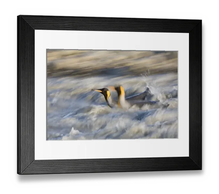 Framed Print : Antarctica, South Georgia Island (UK), Blurred image of King Penguins (Aptenodytes Framed Print : Antarctica, South Georgia Island (UK), Blurred image of King Penguins (Aptenodytes