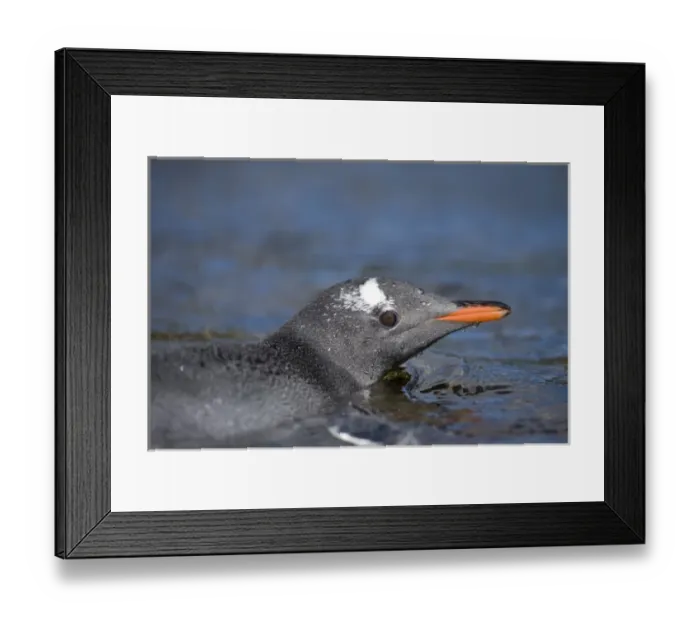 Framed Print : Antarctica, South Georgia Island (UK), Gentoo Penguins (Pygoscelis papua) swimming Framed Print : Antarctica, South Georgia Island (UK), Gentoo Penguins (Pygoscelis papua) swimming