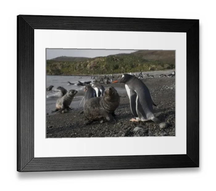 Framed Print : Antarctica, South Georgia Island (UK), Gentoo Penguins (Pygoscelis papua) and Antarctic Fur Seals Framed Print : Antarctica, South Georgia Island (UK), Gentoo Penguins (Pygoscelis papua) and Antarctic Fur Seals