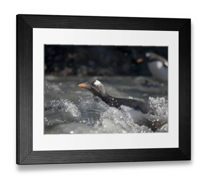 Framed Print : Antarctica, South Georgia Island (UK), Gentoo Penguins (Pygoscelis papua) swims across