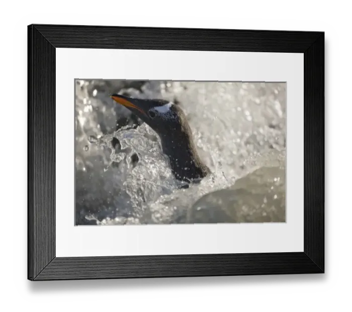 Framed Print : Antarctic, Sub Antarctic Island Framed Print : Antarctic, Sub Antarctic Island