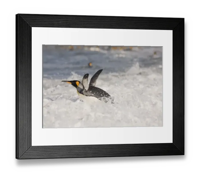 Framed Print : Antarctica, South Georgia Island (UK), King Penguins (Aptenodytes patagonicus) in