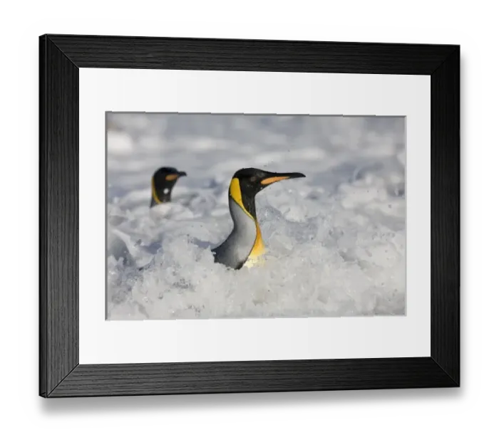 Framed Print : Antarctica, South Georgia Island (UK), King Penguins (Aptenodytes patagonicus) in