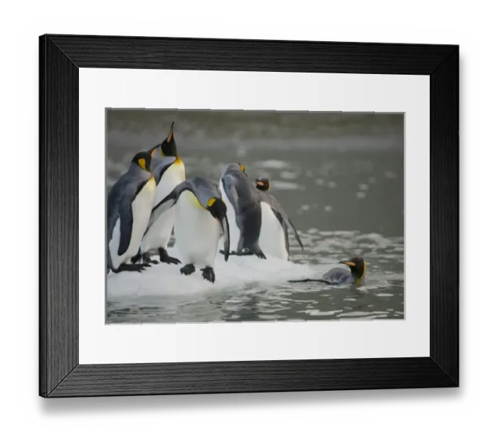 Framed Print : Antarctica, South Georgia Island (UK), King Penguins (Aptenodytes patagonicus) swimming
