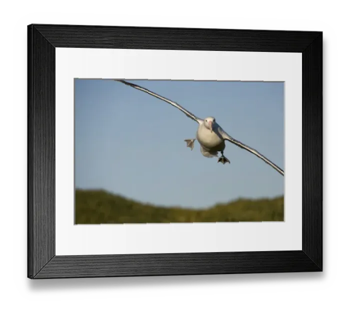 Framed Print : Antarctica, South Georgia Island (UK), Wandering Albatross (Diomedea exulans) flying Framed Print : Antarctica, South Georgia Island (UK), Wandering Albatross (Diomedea exulans) flying