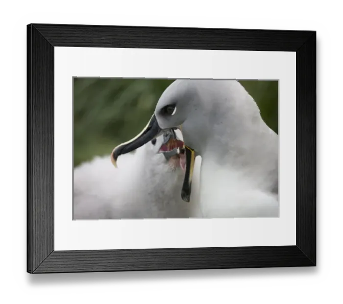 Framed Print : Antarctica, South Georgia Island (UK), Gray-headed Albatross (Diomedea chrystoma) Framed Print : Antarctica, South Georgia Island (UK), Gray-headed Albatross (Diomedea chrystoma)