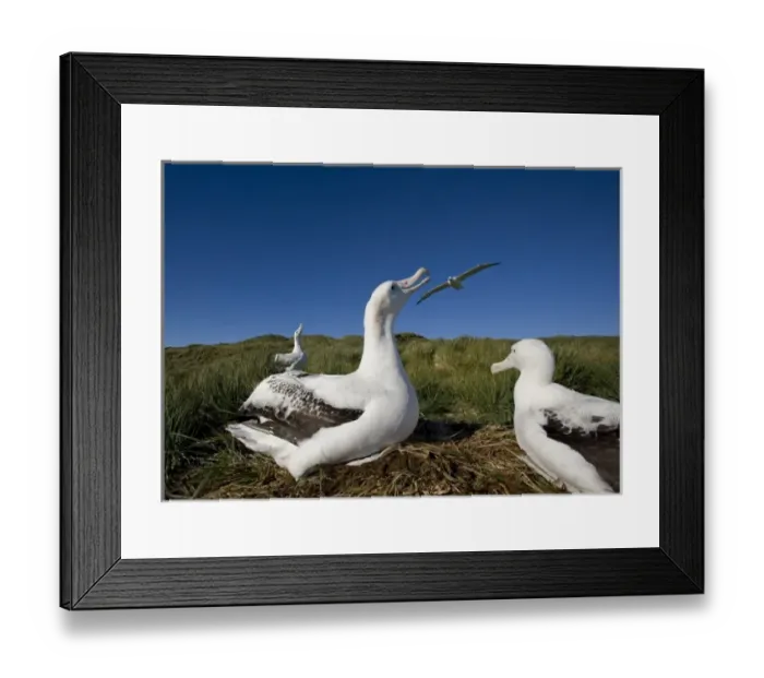 Framed Print : Antarctica, South Georgia Island (UK), Wandering Albatross (Diomedea exulans) nesting Framed Print : Antarctica, South Georgia Island (UK), Wandering Albatross (Diomedea exulans) nesting