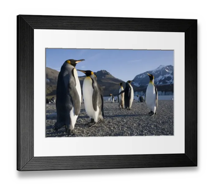 Framed Print : Antarctica, South Georgia Island (UK), King Penguins (Aptenodytes patagonicus) along Framed Print : Antarctica, South Georgia Island (UK), King Penguins (Aptenodytes patagonicus) along