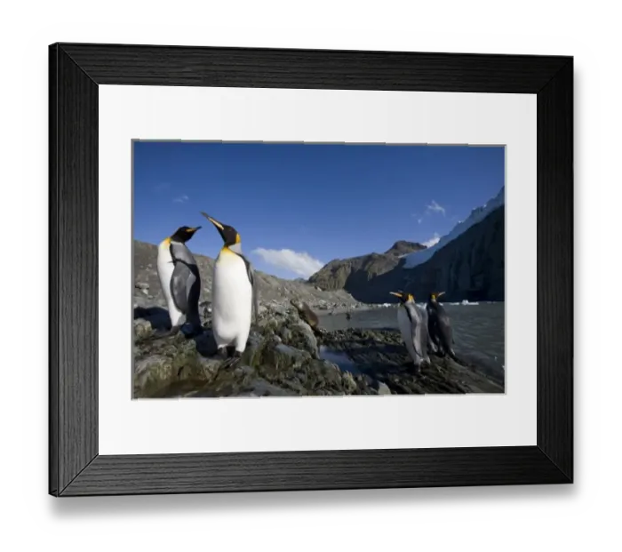Framed Print : Antarctica, South Georgia Island (UK), King Penguins (Aptenodytes patagonicus)