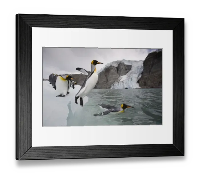 Framed Print : Antarctica, South Georgia Island (UK), King Penguin (Aptenodytes patagonicus) leaps Framed Print : Antarctica, South Georgia Island (UK), King Penguin (Aptenodytes patagonicus) leaps