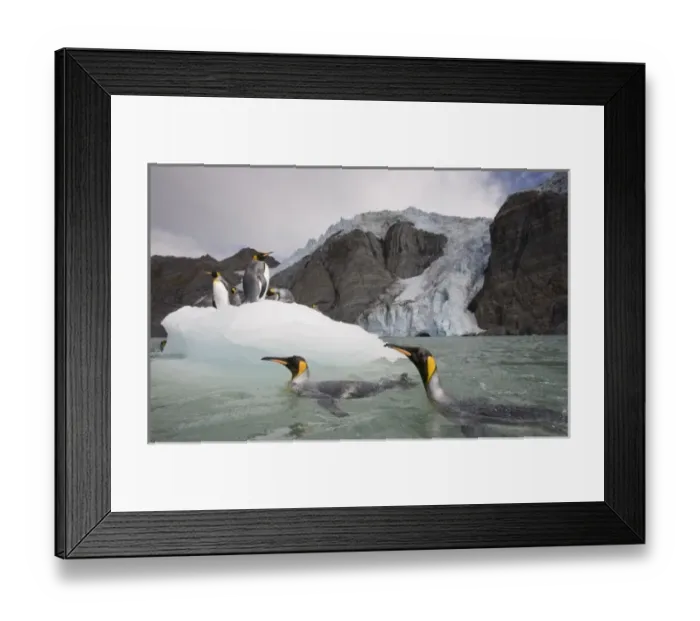 Framed Print : Antarctica, South Georgia Island (UK), King Penguins (Aptenodytes patagonicus) swimming Framed Print : Antarctica, South Georgia Island (UK), King Penguins (Aptenodytes patagonicus) swimming
