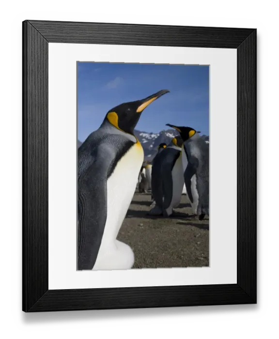 Framed Print : Antarctica, South Georgia Island (UK), King Penguins (Aptenodytes patagonicus) along Framed Print : Antarctica, South Georgia Island (UK), King Penguins (Aptenodytes patagonicus) along