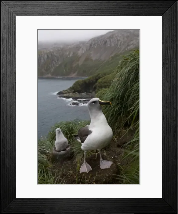 Framed Print : Antarctica, South Georgia Island (UK), Gray-headed Albatross (Diomedea chrystoma)