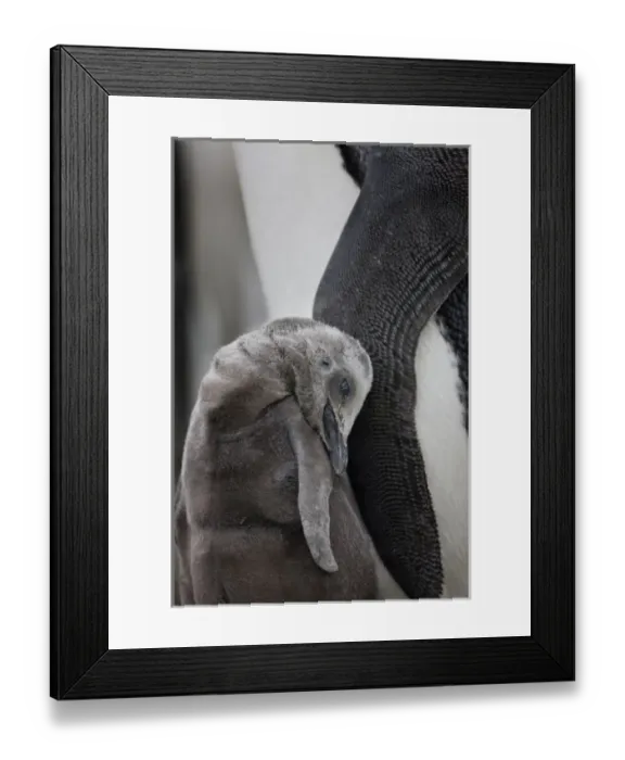 Framed Print : Antarctica, South Georgia Island (UK), King Penguin chick (Aptenodytes patagonicus) Framed Print : Antarctica, South Georgia Island (UK), King Penguin chick (Aptenodytes patagonicus)