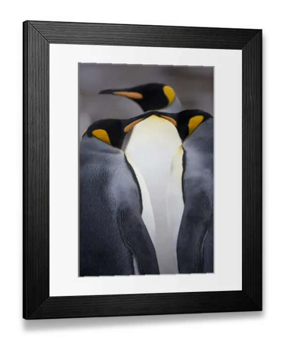 Framed Print : Antarctica, South Georgia Island (UK), King Penguins (Aptenodytes patagonicus) in Framed Print : Antarctica, South Georgia Island (UK), King Penguins (Aptenodytes patagonicus) in