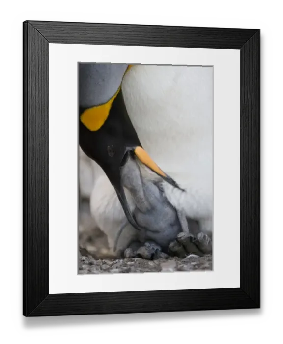 Framed Print : Antarctica, South Georgia Island (UK), King Penguin (Aptenodytes patagonicus) feeding Framed Print : Antarctica, South Georgia Island (UK), King Penguin (Aptenodytes patagonicus) feeding
