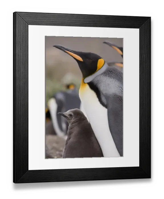 Framed Print : Antarctic, Sub Antarctic Island Framed Print : Antarctic, Sub Antarctic Island