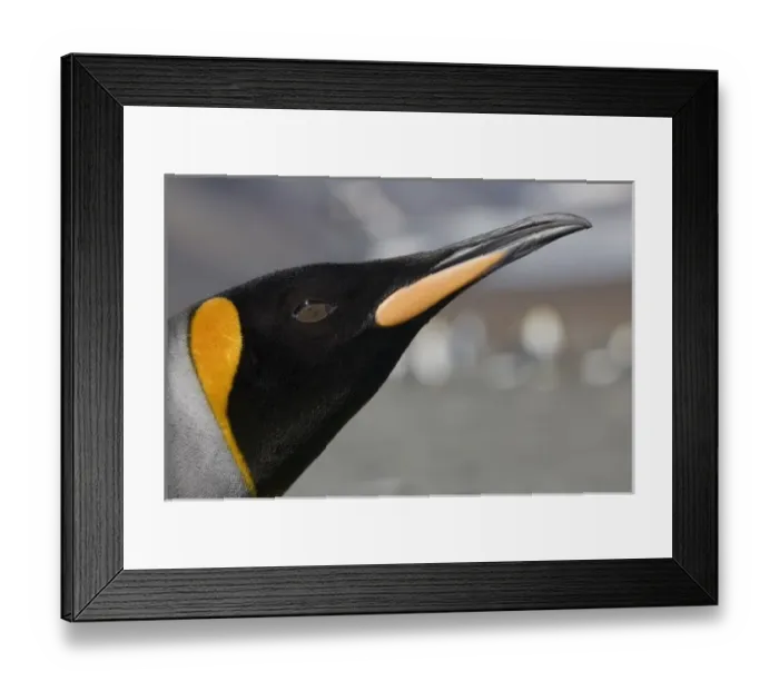 Framed Print : Antarctica, South Georgia Island (UK), Close-up portrait of King Penguin (Aptenodytes