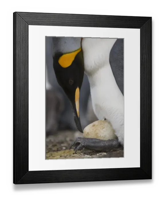 Framed Print : Antarctic, Sub Antarctic Island Framed Print : Antarctic, Sub Antarctic Island