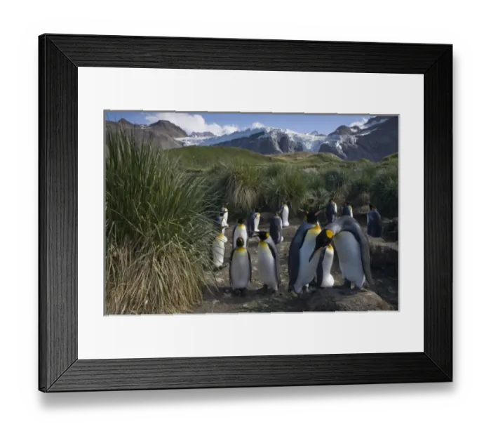 Framed Print : Antarctica, South Georgia Island (UK), King Penguins (Aptenodytes patagonicus) nesting