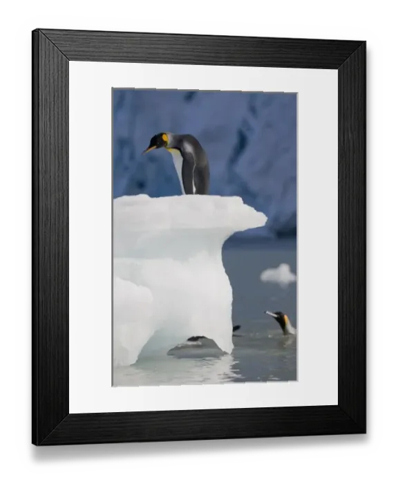Framed Print : Antarctica, South Georgia Island (UK), King Penguins (Aptenodytes patagonicus) swimming