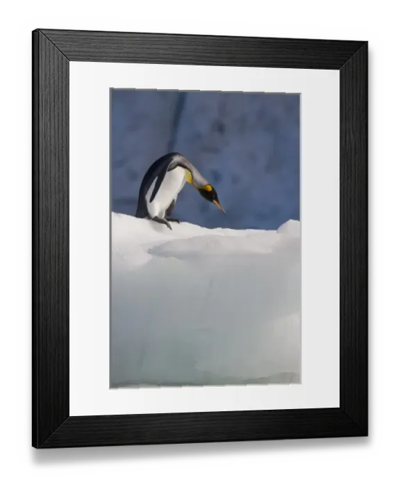 Framed Print : Antarctica, South Georgia Island (UK), King Penguins (Aptenodytes patagonicus) swimming Framed Print : Antarctica, South Georgia Island (UK), King Penguins (Aptenodytes patagonicus) swimming