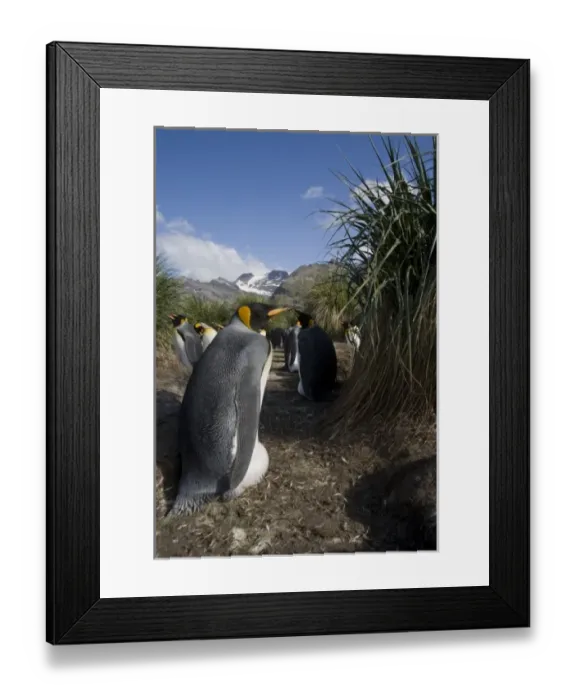 Framed Print : Antarctica, South Georgia Island (UK), King Penguins (Aptenodytes patagonicus) nesting Framed Print : Antarctica, South Georgia Island (UK), King Penguins (Aptenodytes patagonicus) nesting