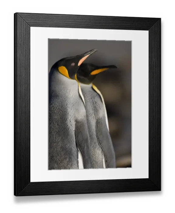 Framed Print : Antarctica, South Georgia Island (UK), Close-up portrait of King Penguins (Aptenodytes Framed Print : Antarctica, South Georgia Island (UK), Close-up portrait of King Penguins (Aptenodytes