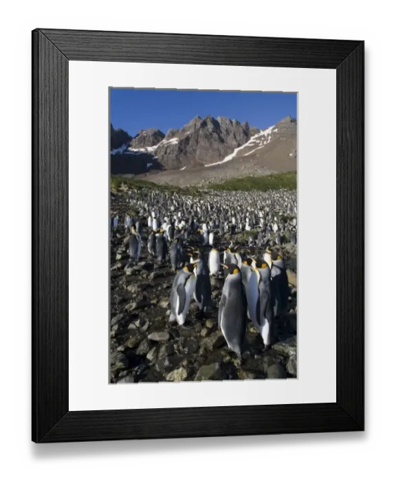 Framed Print : Antarctica, South Georgia Island (UK), King Penguins (Aptenodytes patagonicus) standing Framed Print : Antarctica, South Georgia Island (UK), King Penguins (Aptenodytes patagonicus) standing