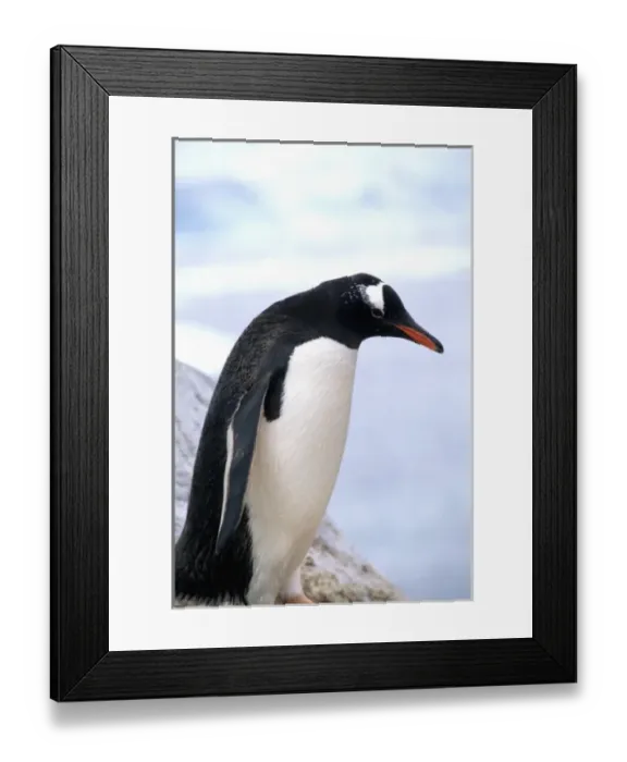 Framed Print : Gentoo Penguin on ledge with ice in Antarctica Peninsula wildlife birds
