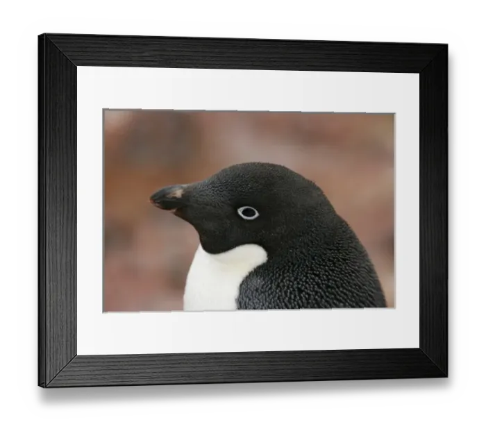 Framed Print : Antarctica, Brown Bluff. Close-up profile of adelie penguin adults head Framed Print : Antarctica, Brown Bluff. Close-up profile of adelie penguin adults head