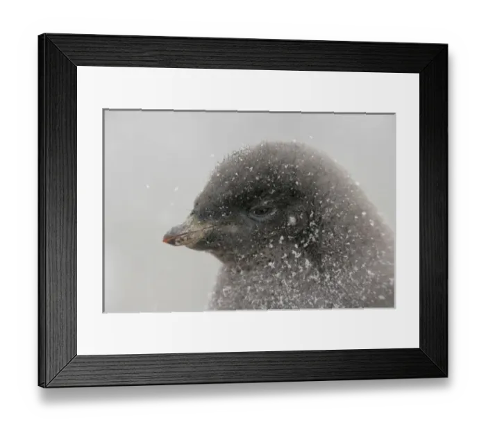 Framed Print : Antarctica, Brown Bluff. Portrait of adelie penguin chick in snowstorm Framed Print : Antarctica, Brown Bluff. Portrait of adelie penguin chick in snowstorm