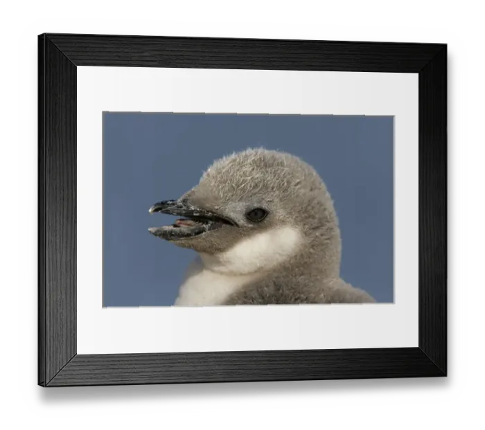 Framed Print : Antarctica, Half Moon Island. Portrait of chinstrap penguin chicks head with Framed Print : Antarctica, Half Moon Island. Portrait of chinstrap penguin chicks head with