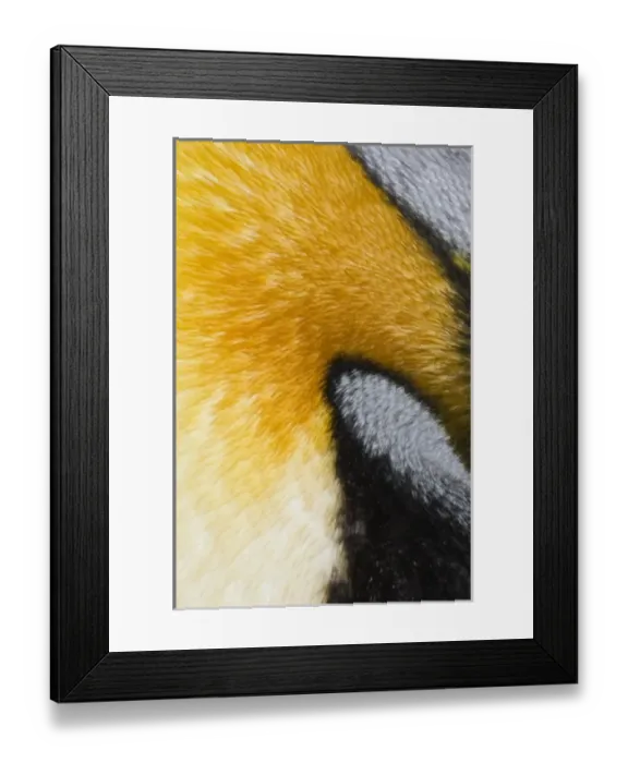 Framed Print : Antarctic, Antarctic